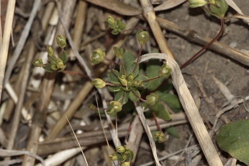 Androsace occidentalis, photograph 1