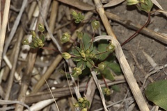 Androsace occidentalis, photograph (c) Dustin Snider, some rights reserved (CC BY)