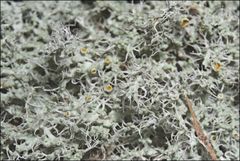 Teloschistes spinosus