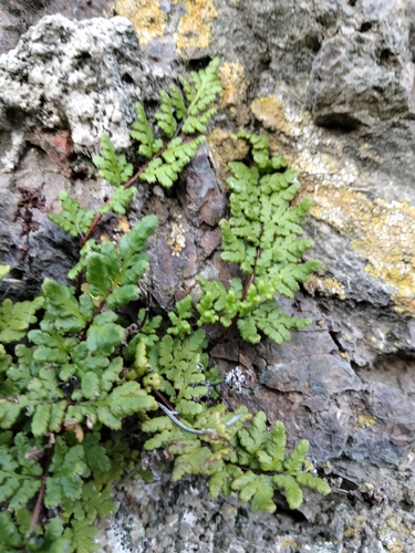 Oeosporangium pteridioides, 2026-05-20