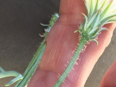 Calycoseris wrightii