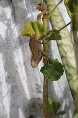 Bradypodion ventrale
