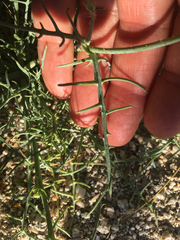 Calycoseris wrightii