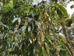 Millettia