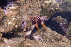 Parupeneus barberinoides