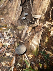 Sanguinoderma rugosum