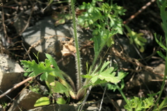 Papaver amurense