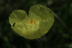 Papaver amurense