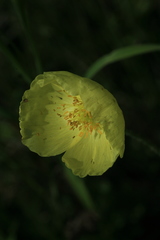Papaver amurense