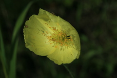 Papaver amurense