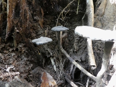 Sanguinoderma rugosum