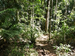 Sanguinoderma rugosum