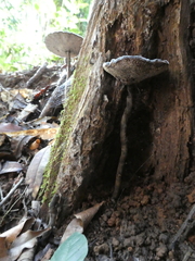Sanguinoderma rugosum
