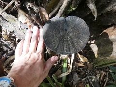 Sanguinoderma rugosum