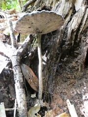 Sanguinoderma rugosum