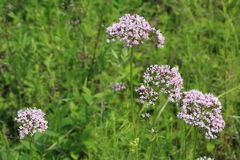 Valeriana alternifolia