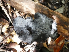 Sanguinoderma rugosum