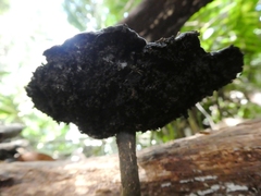 Sanguinoderma rugosum