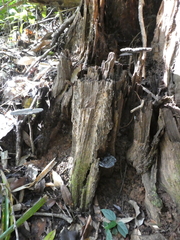 Sanguinoderma rugosum