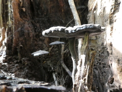 Sanguinoderma rugosum