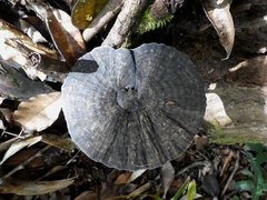 Sanguinoderma rugosum