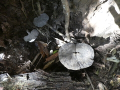 Sanguinoderma rugosum