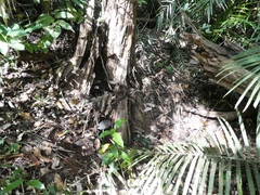 Sanguinoderma rugosum