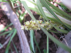 Lomandra densiflora