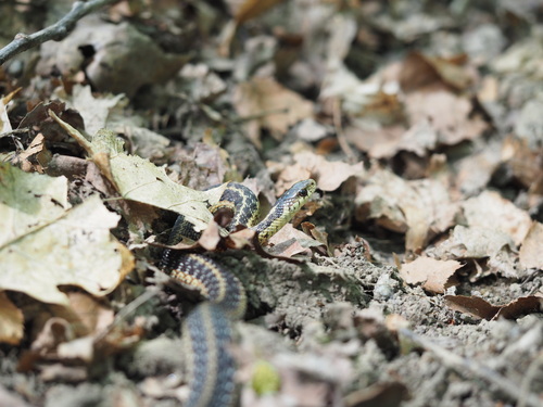 Garter Snake