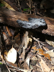 Sanguinoderma rugosum
