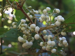 Callicarpa longifolia