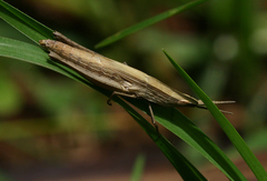 Leptacris