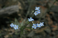 Myosotis imitata