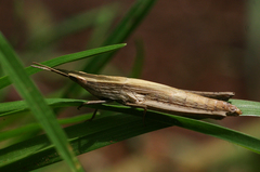 Leptacris