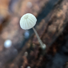 Mycena pitereka