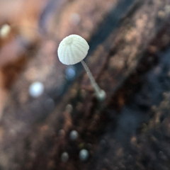 Mycena pitereka