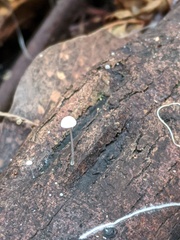Mycena pitereka