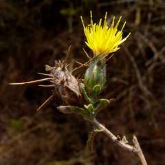 Centaurea hyalolepis
