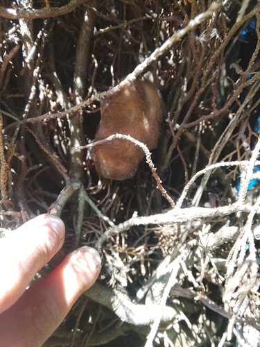 Southern red bat