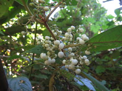 Callicarpa longifolia