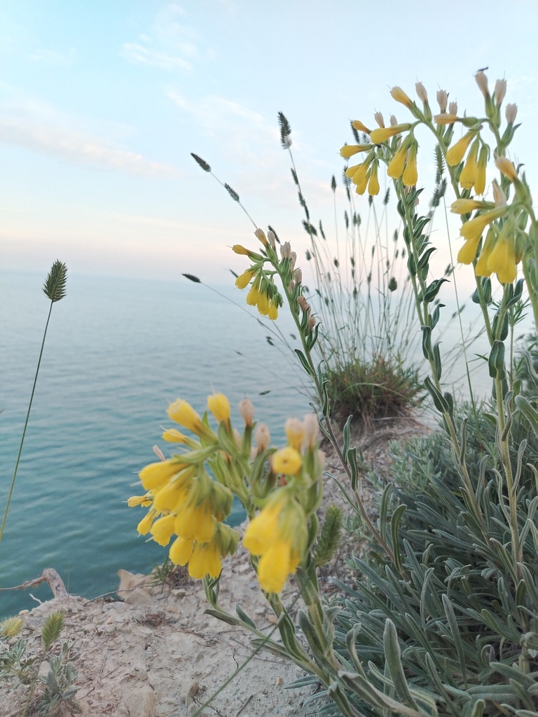 Onosma taurica