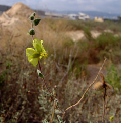 Helianthemum stipulatum