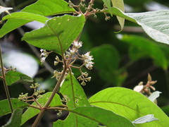 Callicarpa longifolia