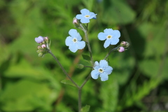 Myosotis imitata