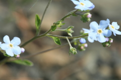 Myosotis imitata
