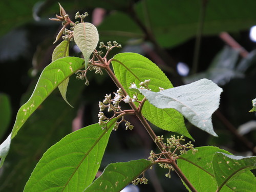 Callicarpa longifolia