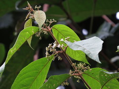 Callicarpa longifolia