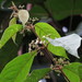 Callicarpa longifolia - Photo (c) kerrycoleman, μερικά δικαιώματα διατηρούνται (CC BY-NC), uploaded by kerrycoleman