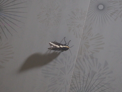 Nannoarctia conjuncta