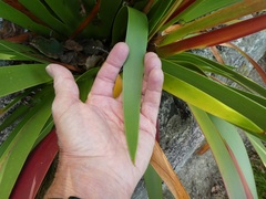 Xeronema callistemon